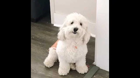 the dog