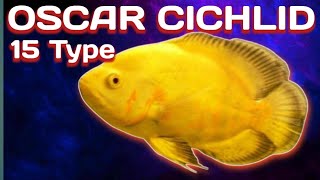 15 Amazing Types Of  Oscar Fish, Rare And Commen Oscar Fish A to Z