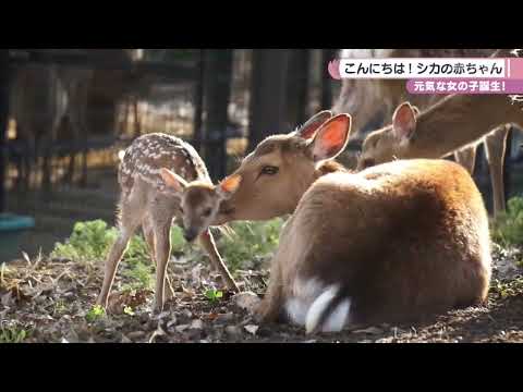 奈良公園　今年初のバンビ生まれる