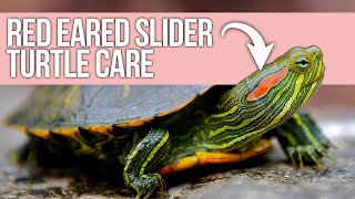 Red Eared Slider Turtle Care: Beginner Guide