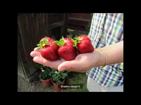 Video: Braškių sodinukai: jų auginimo taisyklės