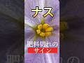 ナスの花を見れば肥料切れかが判断できます!肥料不足の簡単な見極め方教えます #野菜 #ナス #shorts