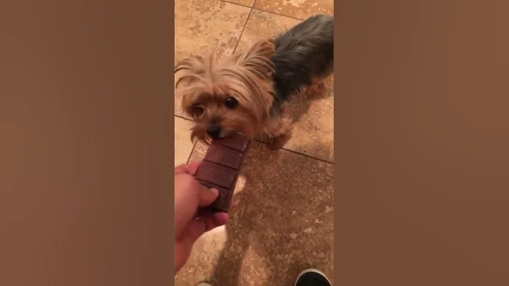 Feeding my dog chocolate - DayDayNews