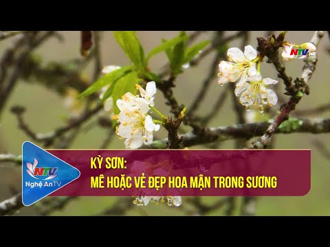Video Kỳ Sơn: Mê hoặc vẻ đẹp hoa mận trong sương - youtube