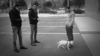 Bull Terrier Danny Бультерьер Дэнни С Ребятами