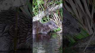 Happy #InternationalBeaverDay