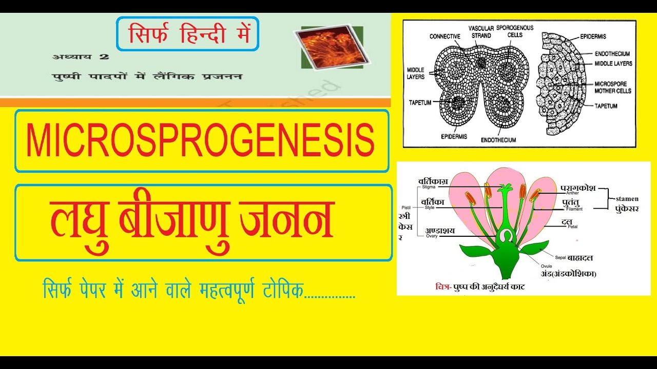 WHAT IS MICROSPOROGENESIS लघु बीजाणु जनन (MICROSPOROGENESIS) | परागकण की संरचना