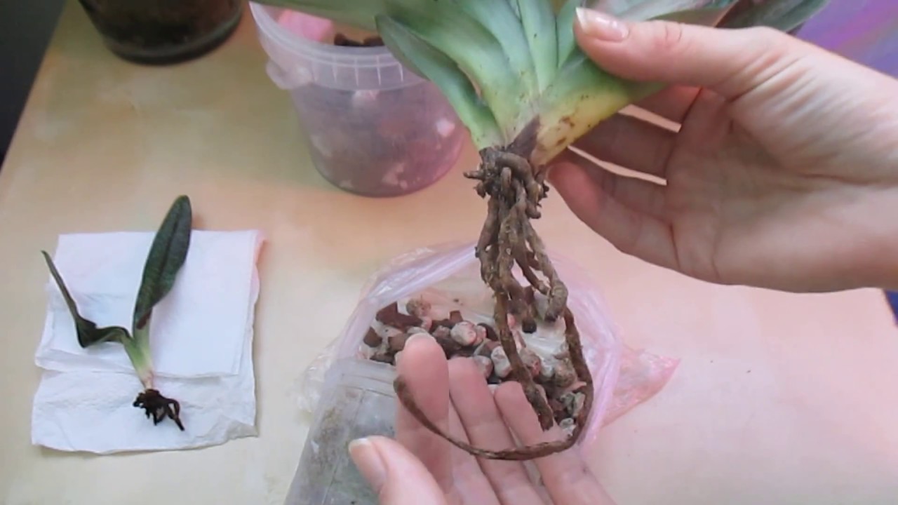 Осмотр корней и пересадка орхидеи пафеопедилум/Paphiopedilum Daisy Barclay
