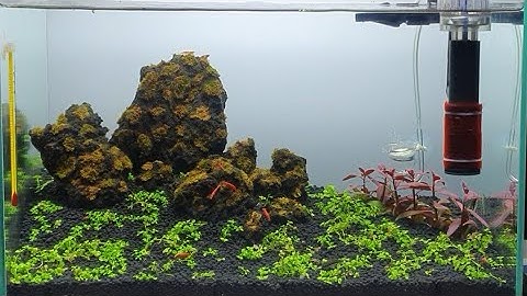 [VBLOG #02 Ngày 03.09.2020] Diệt rêu tóc ngày thứ 2, thả pet mới vào hồ thủy sinh