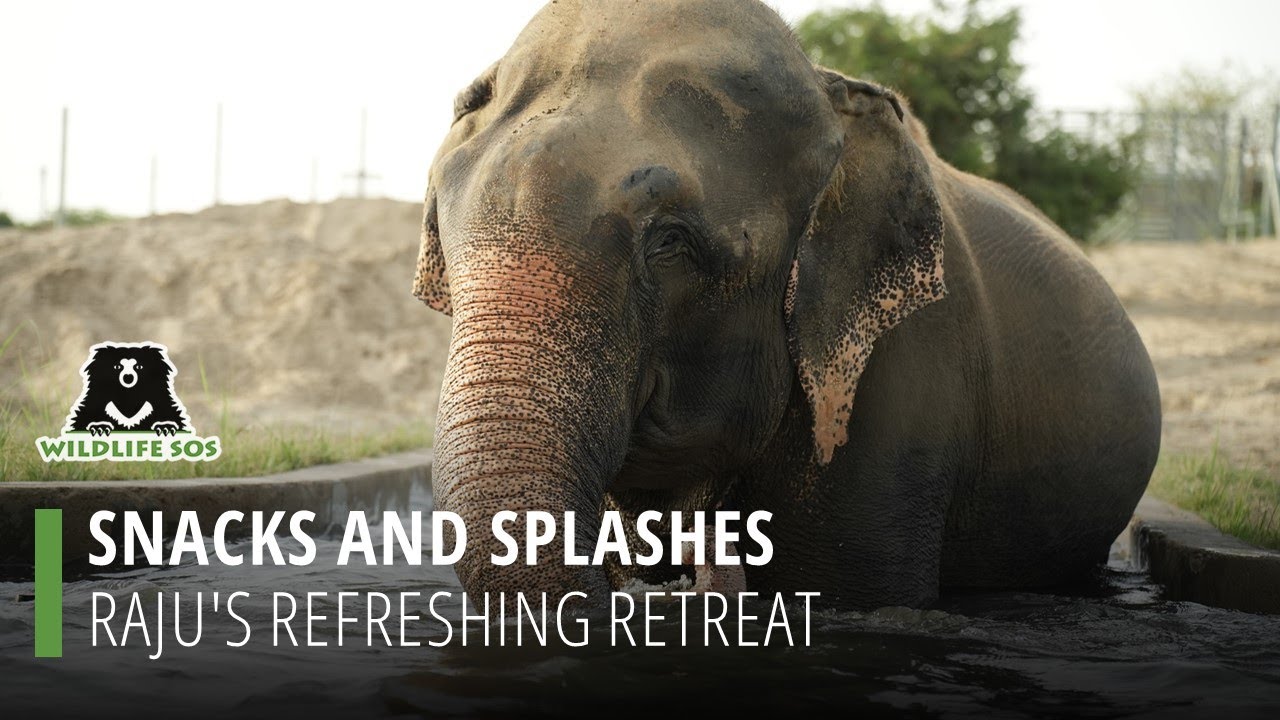 Snacks and Splashes: Raju's Refreshing Retreat!