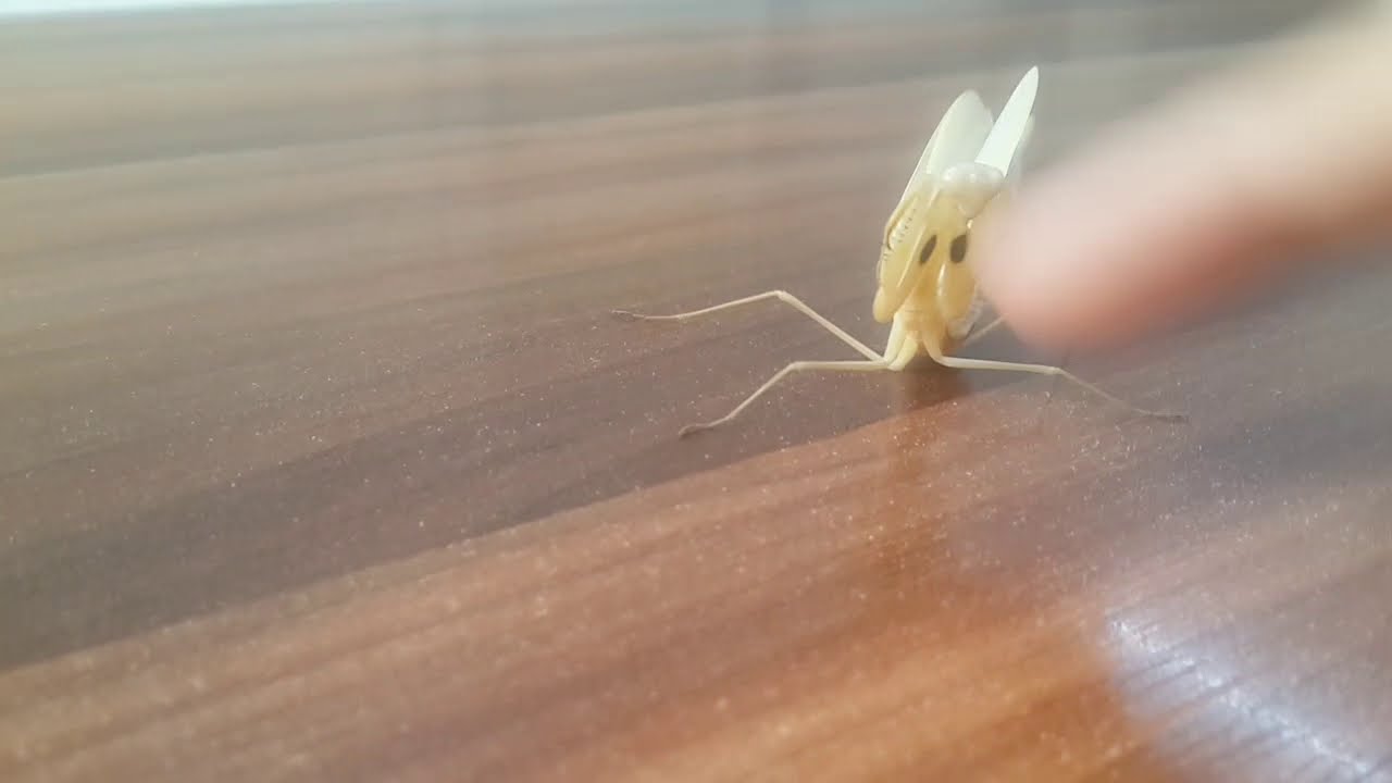 Praying mantis defense pose. 螳螂