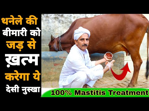 थनैला रोग का 100% देशी और रामबाण ईलाज | Thanela rog ka upchar | Mastitis Treatment