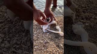 Unbelievable Giant Squid Mouth Removal! ๐ฆ๐ฑ #shorts #seafood