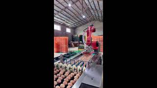 🎉🔴LIVE～Egg Sorting 🥚 2026-05-18