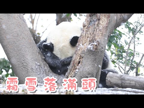 《熊貓早晚安》霜雪落滿頭，也算共白首 | iPanda熊貓頻道