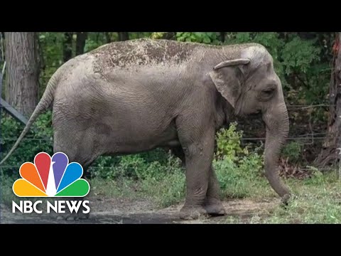 Herd In The High Court: A Bronx Zoo Elephant Is Legally Being Considered As Person