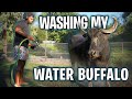 Buffalo Bath Time: Splashing Around with My Giant Friend!