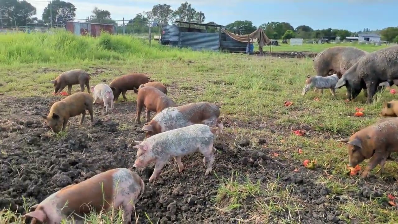 The pigs and piglets enjoying tomatoes 🍅 #regenerativeagriculture #pigs