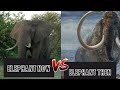 Elephant now and thenby avinash tech please subscribe