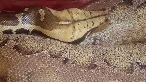 sarawak shorttail python #dipong#python#snake#reptile