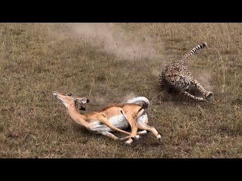 Live Cheetah Kill of Impala in Maasai Mara - Chased right up to Jeep and retrieved from underneath