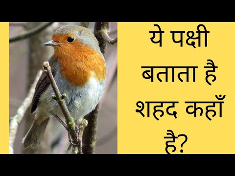 वीडियो: हनीगाइड कहाँ रहती है?