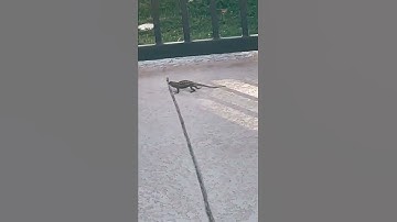 Is That Rocky Balboa ? Lizard does pushups !