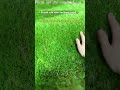 Testing the Feel: Why Snail Turf's Texture is Perfect for Your Family