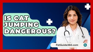Is Cat Jumping Dangerous? - PetGuide360.com