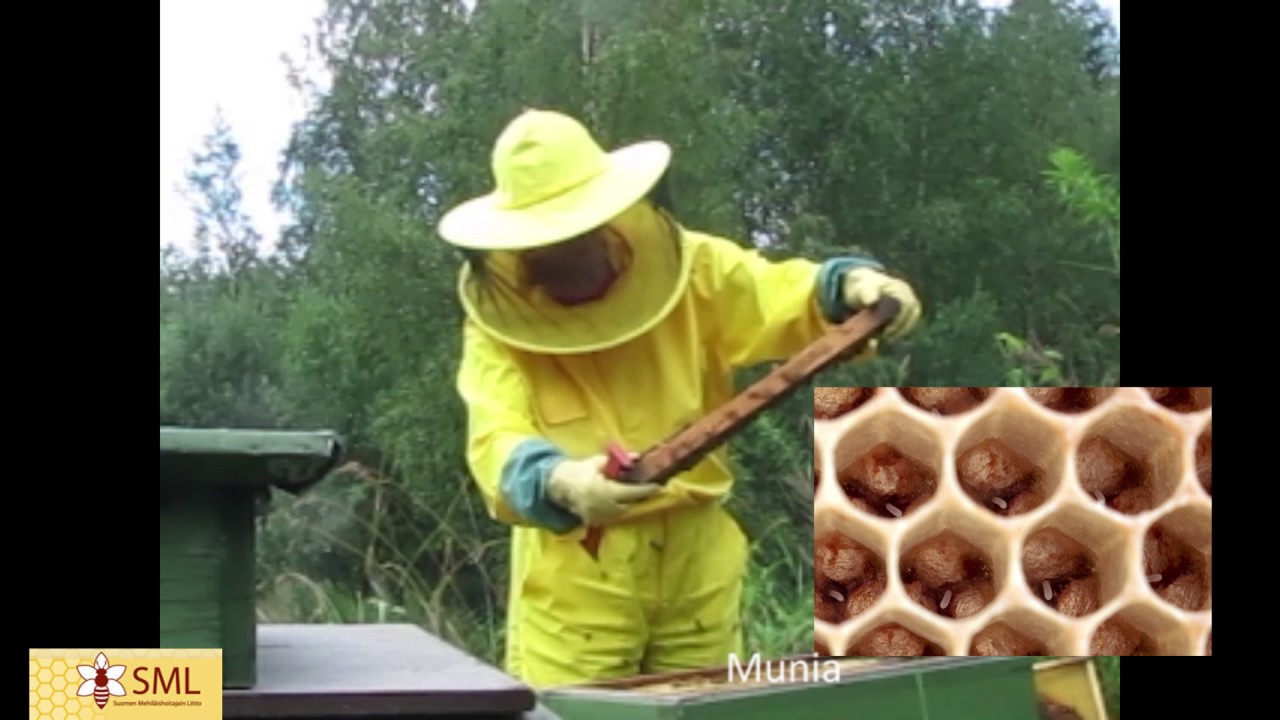 Mehiläispesän tarkistus