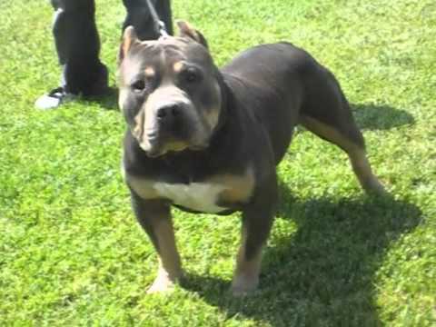 tri bully pitbulls