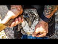 Satisfying horse hoof trimming compilation