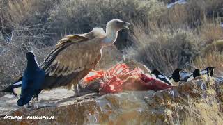 common dal, brown dal or griffon dal or griffon vulture