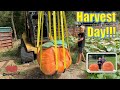 Giant Pumpkin Harvest Time!