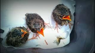 SUARA ANAKAN BRANJANGAN LOKAL ATAU APUNG TANAH @kicaupendekar5248 #apungtanah #branjanganlokal