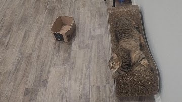 When the catnip is too strong!
