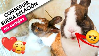 ¿Cómo CONSIGO que mis CONEJOS se lleven bien? 🐰🧐 Del ODIO 👊🏻😡 al AMOR 🥰❤️ SOCIALIZACIÓN EN CONEJOS