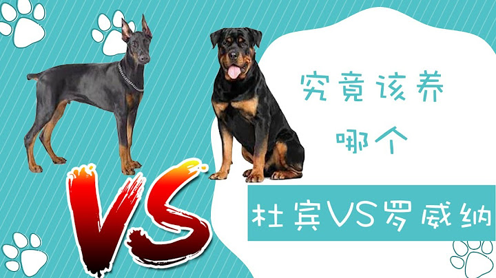 杜賓犬vs羅威納，究竟該養哪個，杜賓對比羅威納 - 天天要聞