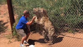 The wildlife zoo out of africa in camp verde, arizona