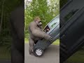 Gorilla Lifts a Car After Being Mocked 😱🦍