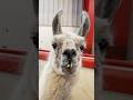 Oldest living llama - Whitetop who was born on May 30, 1997 🦙