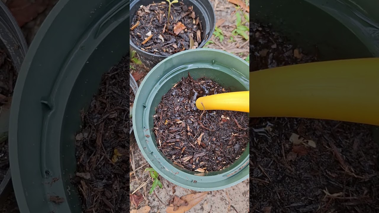 Growing Miracle fruit 