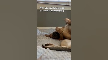 Thank you for doom scrolling.#scroll #doomscrolling #puppy #dog #shorts  #fyp#meme #trending #viral