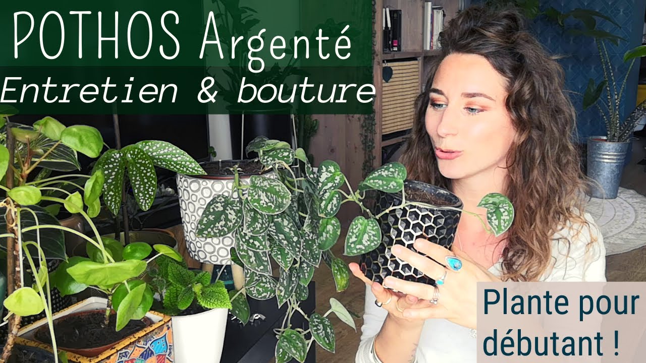 Pothos argenté : conseils entretien et bouturage !