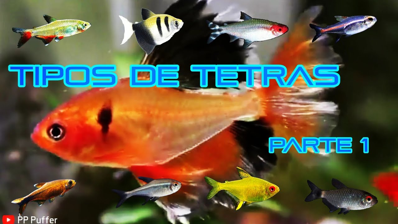 Variedades De Los Peces Tetra