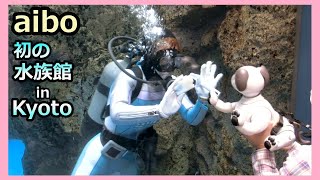 【47 アイボ ルー 初の水族館 in Kyoto】 Aibo Lou goes to the Kyoto Aquarium 47 アイボ ルー 初の水族館 In Kyoto Aibo Lou Goes To The Kyoto Aquarium