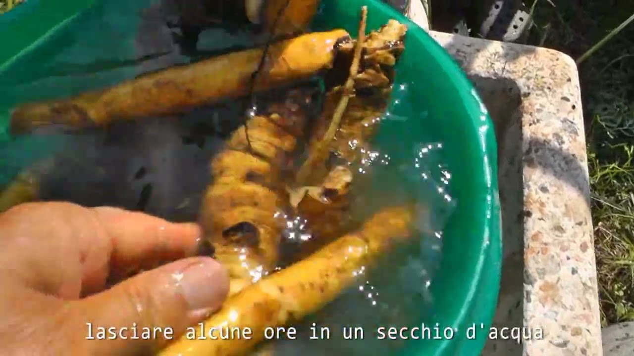 Raccolto della genziana sui monti di Trento