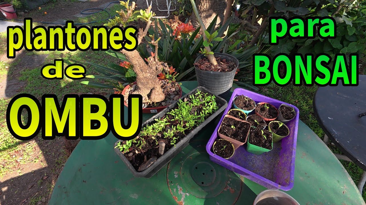 plantines de OMBU para BONSAI