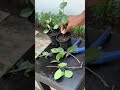 Catsclaw plant 