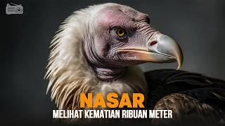 Burung Nasar: Mata Tajam yang Mencium Kematian dari Ribuan Meter